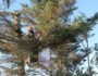 Tree Inspections