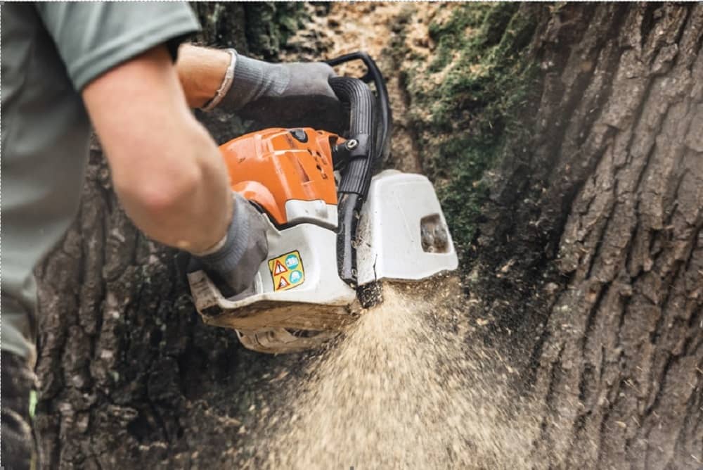 5 Factors to Consider When Hiring Tree Removal Companies