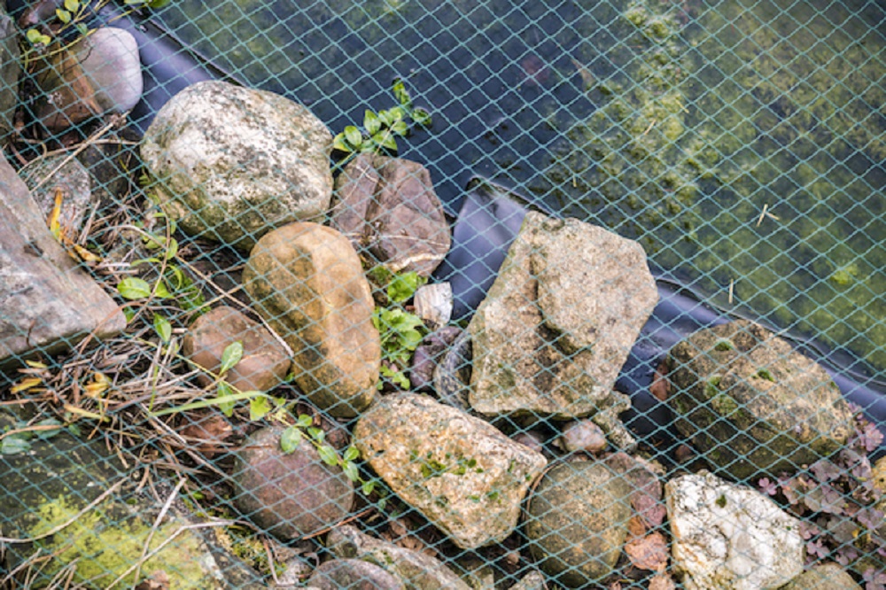 Net Ponds