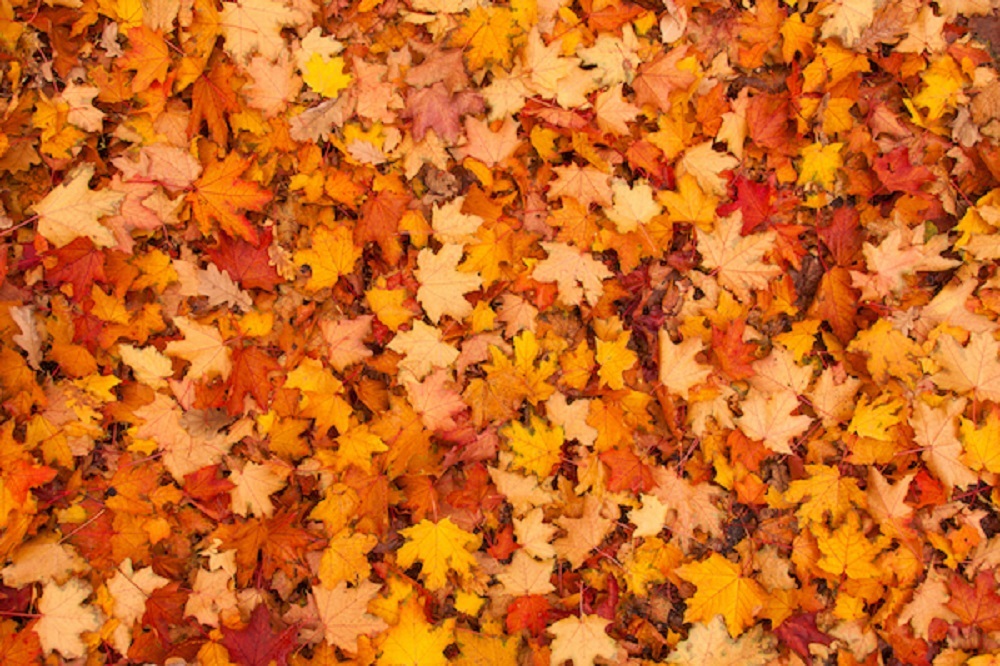 Rake Up Fallen Leaves