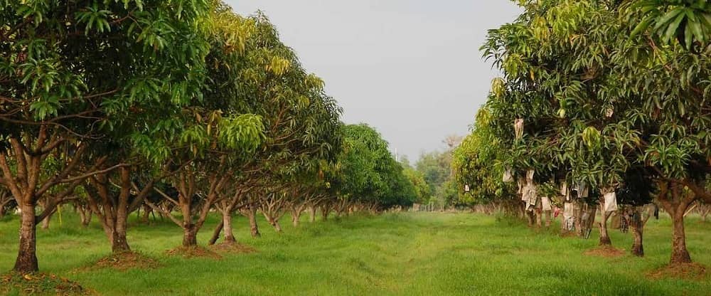 farming land