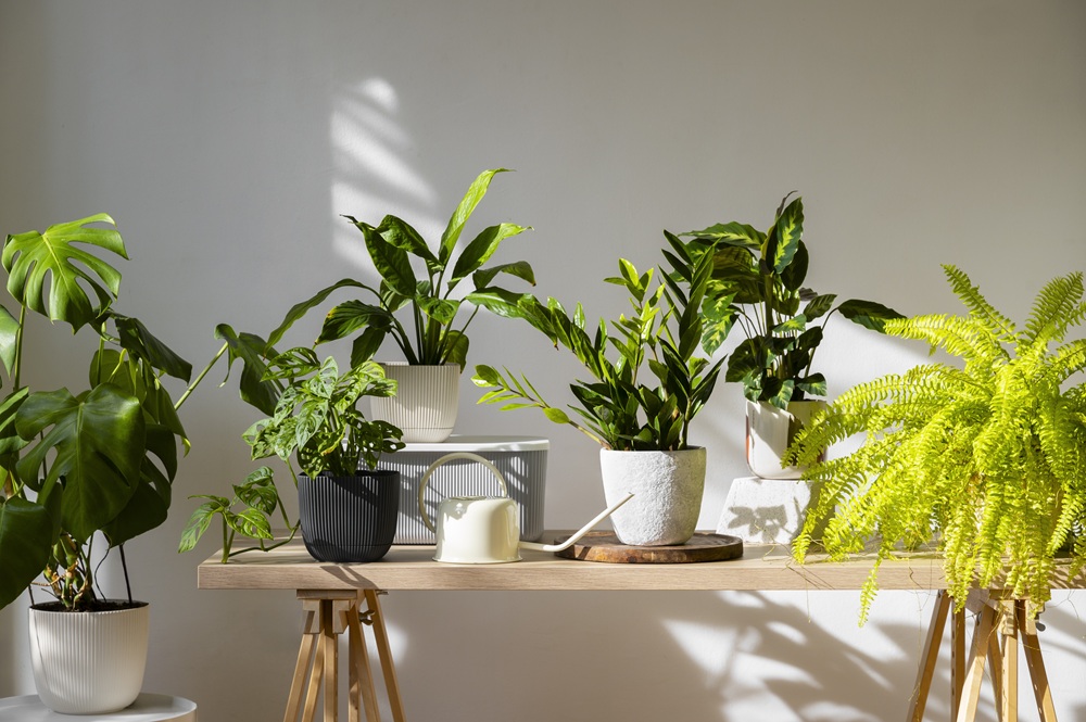 Indoor Plants